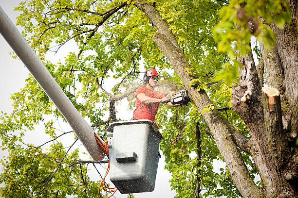 Best Commercial Tree Services  in Georgetown, SC